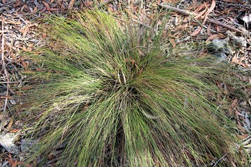 Black rapier-sedge (Lepidosperma carphoides) in autumn. Australian native plant.