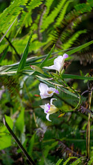 Spathoglottis plicata (anggrek tanah Filipina, anggrek tanah, Philippine ground orchid) flower. Spathoglottis plicata is an evergreen, terrestrial herb which forms tall clumps