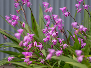 色鮮やかなシランの花