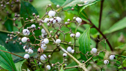 Callicarpa longifolia (Long Leaved Beauty Berry,  Karat Besi, Tampah Besi). Callicarpa longifolia is a species of beautyberry. The roots are used as an herbal medicine to treat diarrheas