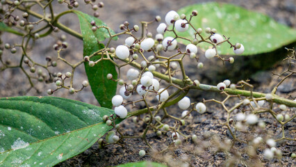 Callicarpa longifolia (Long Leaved Beauty Berry,  Karat Besi, Tampah Besi). Callicarpa longifolia...