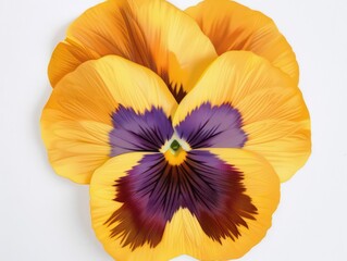 pansy flower on white background