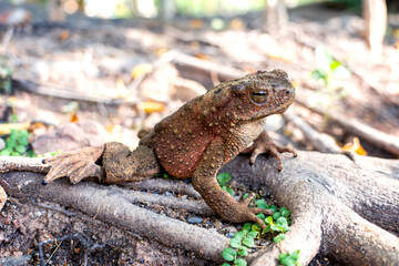Java Toad (Phrynoidis aspera) It is the largest type of toad in Thailand.