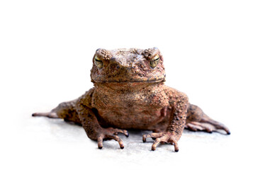 Straight face Java Toad (Phrynoidis aspera) It is the largest type of toad in Thailand isolated on...