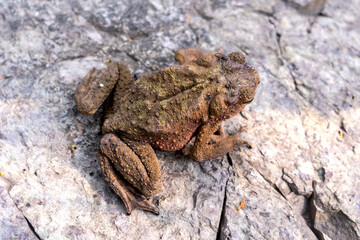 Java Toad (Phrynoidis aspera) It is the largest type of toad in Thailand sitting on rocks.