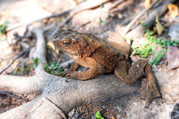 Java Toad (Phrynoidis aspera) It is the largest type of toad in Thailand.
