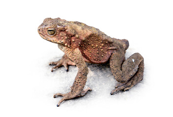 Java Toad (Phrynoidis aspera) It is the largest type of toad in Thailand isolated on white background.