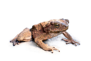 Java Toad (Phrynoidis aspera) It is the largest type of toad in Thailand isolated on white background.