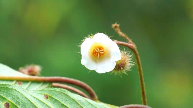 Commersonia bartramia (Andilau, durian tupai, Brown kurrajong, Scrub Christmas tree, Muntingia bartramia). This plant grows in rainforest, and along creeks and gullies near the edges of rainforest