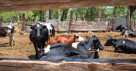 Imagen horizontal de un potrero o corral de vacas 