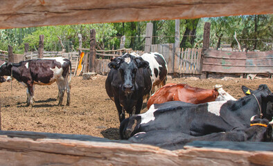 Imagen horizontal de una granja o corral de vacas 