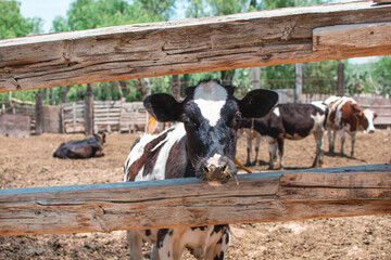 Imagen de una vaca pequeña blanca con manchas negras en un corral dentro de una granja 