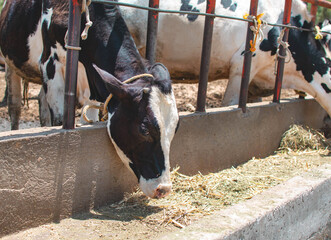 Vaca pastando o comiendo pasto en un corral o granja 