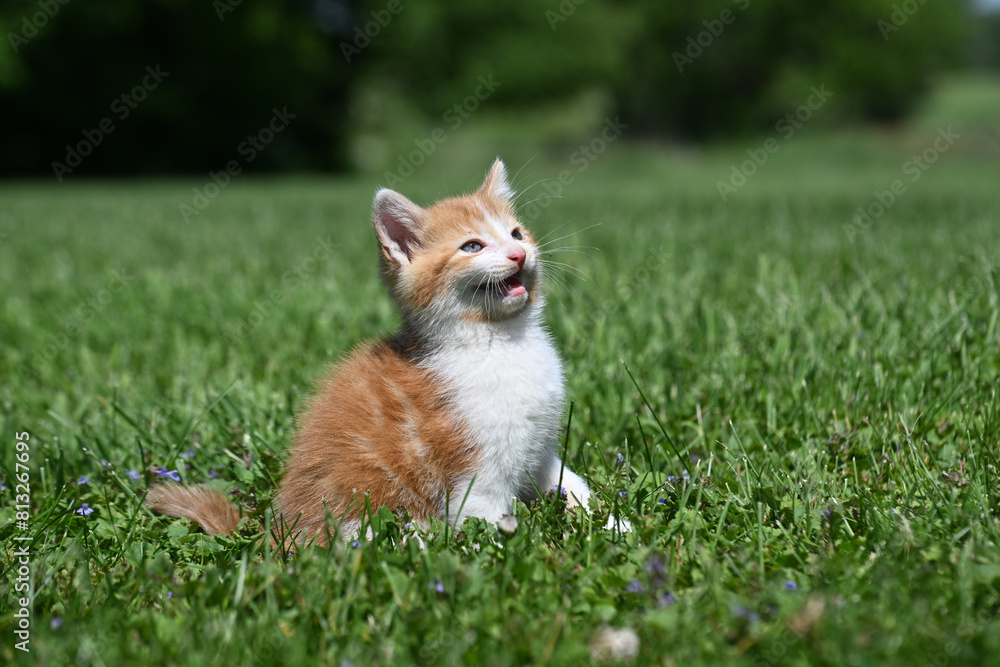 Wall mural cute yellow and white kitten in the grass