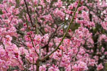 早春に咲き乱れる梅の花