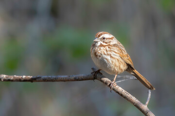 A Song Sparrow in Arizona