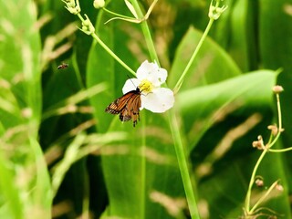 The Butterly and A Bee