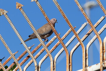 An isolated cuckoo sitting on steel fence indicating the concept of loneliness and captivity