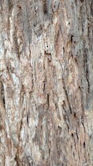 bark of a tree