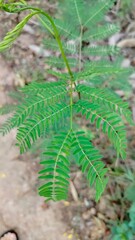 Kathin tree leaves