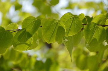 Heart shaping young leaves under the sunshine / 逆光で撮る桂の木漏れ日・新緑若葉の季節