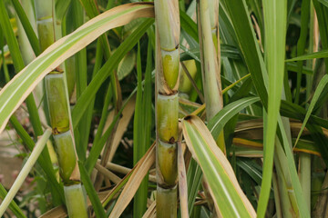 fresh sugar cane in garden. Sugarcane planted to produce sugar and food