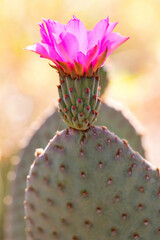 Closeup of Pink Beavertail Prickly Pear Cactus Flower in Bloom. Close-up macro with beautiful bokeh, out of focus, blurry background. Opuntia basilaris flower © Monica Lara