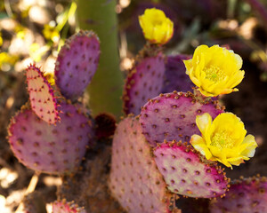 Purple Prickly Pear Cactus in Bloom with Yellow Flowers. Violet prickly pear cactus of Sonoran...