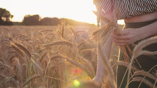 One woman in a wheat or rye field. Collects ears of rye. Golden hour, sunset. Summer. Alone in the field.