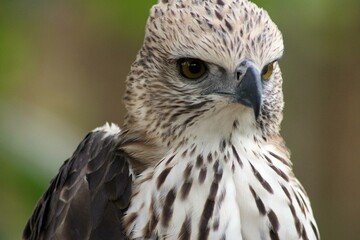 close up of a falcon