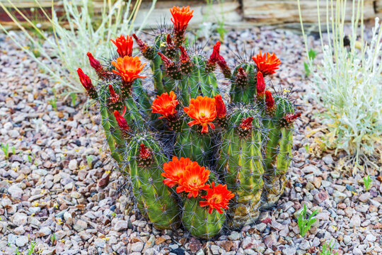 Scarlet Hedgehog Cactus" Images  Browse 130 Stock Photos, Vectors, and  Video | Adobe Stock