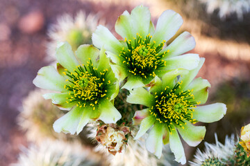 Closeup of Teddy Bear Cactus Flowers Blurry Background. Macro of yellow green cactus flowers in bloom surrounded by out of focus, beautiful bokeh. Cylindropuntia bigelovii flowering © Monica Lara