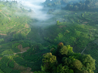 Aerial view of tea farm landscape in China
