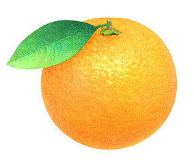 Illustration of a ripe orange with a leaf. Fresh fruit on white background. Watercolor.