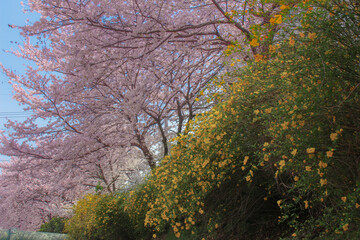 Korea Cherry Blossom Street