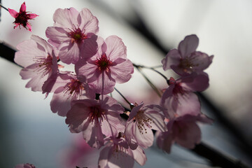 ピンクの桜の輝き
