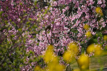 ピンクの桜の彩り