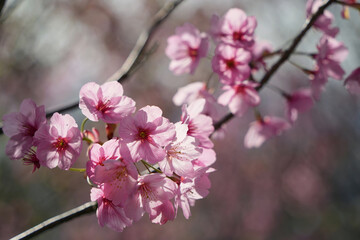 優雅なピンクの桜