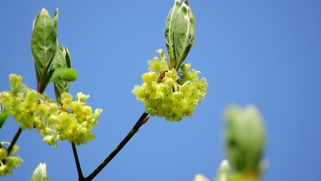 春の芽吹き アブラチャンの花 【山野草・樹木】アブラチャン（油瀝青）：Lindera praecox　240424-1