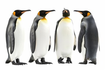 emperor penguins isolated on white background digital wildlife illustration