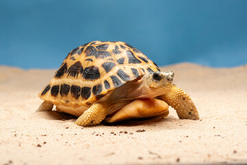 The Spider Tortoise (Pyxis arachnoides) is endemic to Madagascar.
