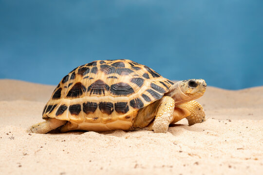 The Spider Tortoise (Pyxis arachnoides) is endemic to Madagascar.