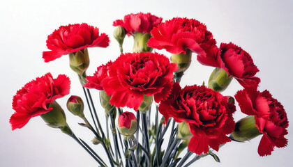 Fototapeta premium Bouquet of red carnations on simple white background