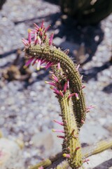 Cactus and flower in Botanical Gardens in Santa Barbara, California, United States of America.