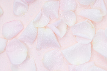 흩뿌려진 장미꽃잎들