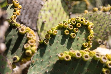 Cactus in Botanical Gardens in Santa Barbara, California, United States of America.