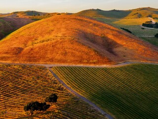 Vineyard grapvines in wine country at sunset. Santa Maria, California, United States of America.