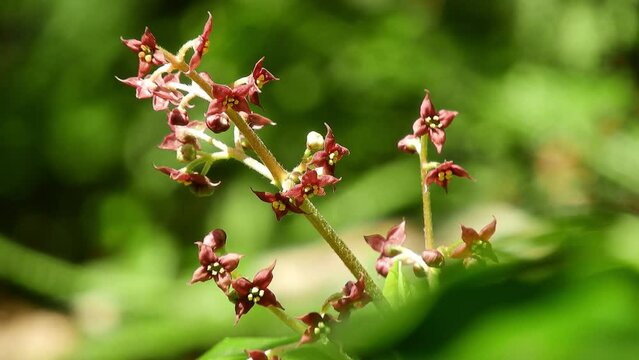 【山野草・樹木】ヒメアオキ（姫青木）：Aucuba japonica var. borealis　240424-1