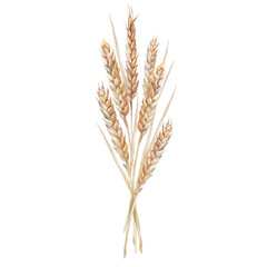 Watercolor yellow spikelets wheat isolated on white background. Plant for flour and whole grains bread. Meal and food for cookbook and kitchen. Hand-drawn nature clipart for wallpaper or wrapping
