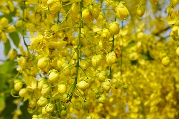 Beautiful Golden shower, Golden Rain.